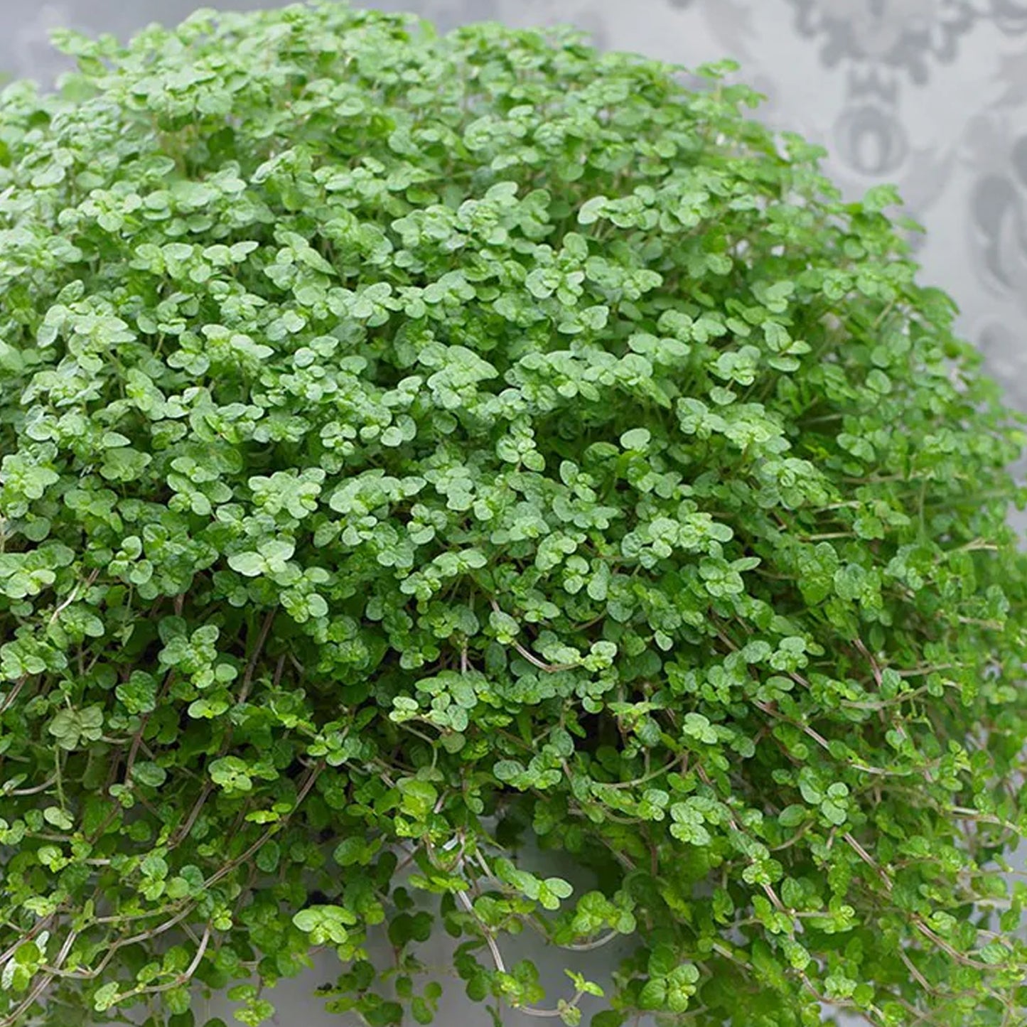 Soleirolia soleirolii Helxine Green (13cm) V2