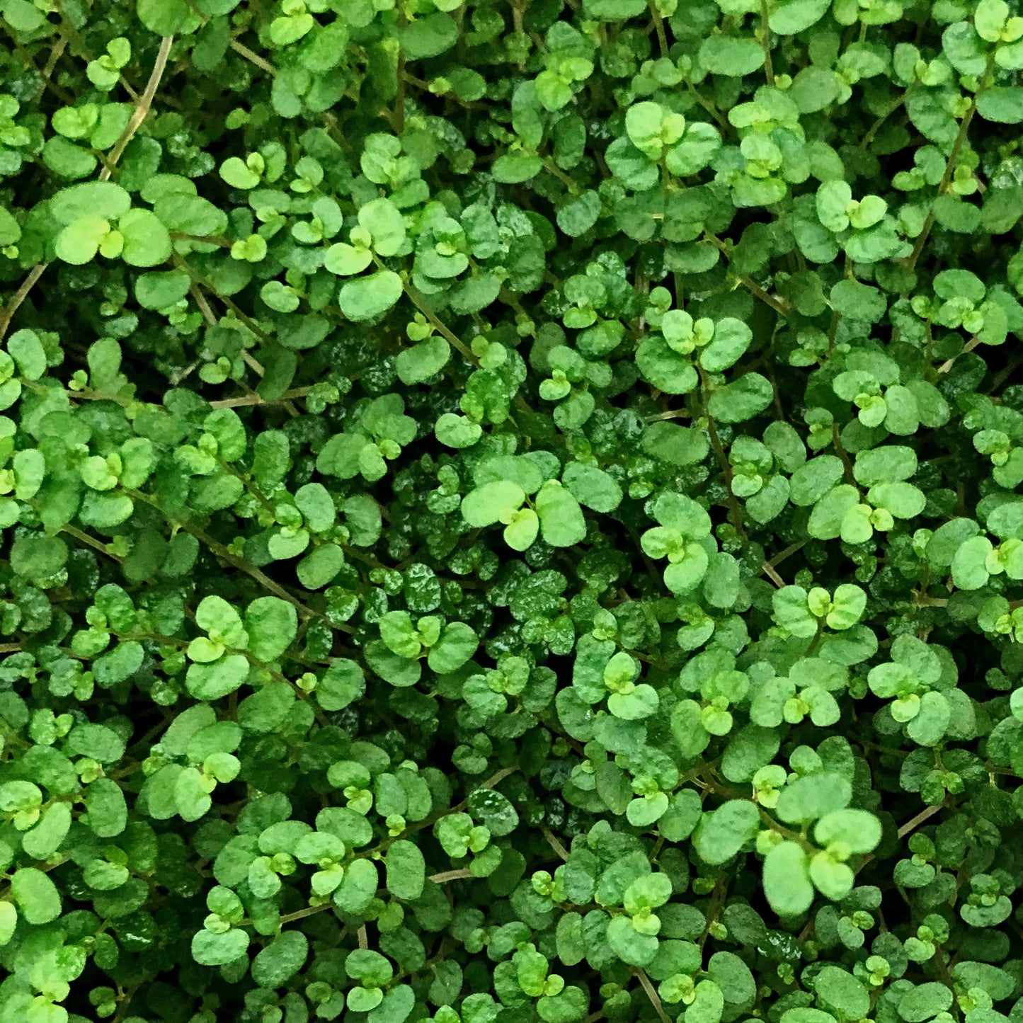 Soleirolia soleirolii Helxine Green (13cm) V2