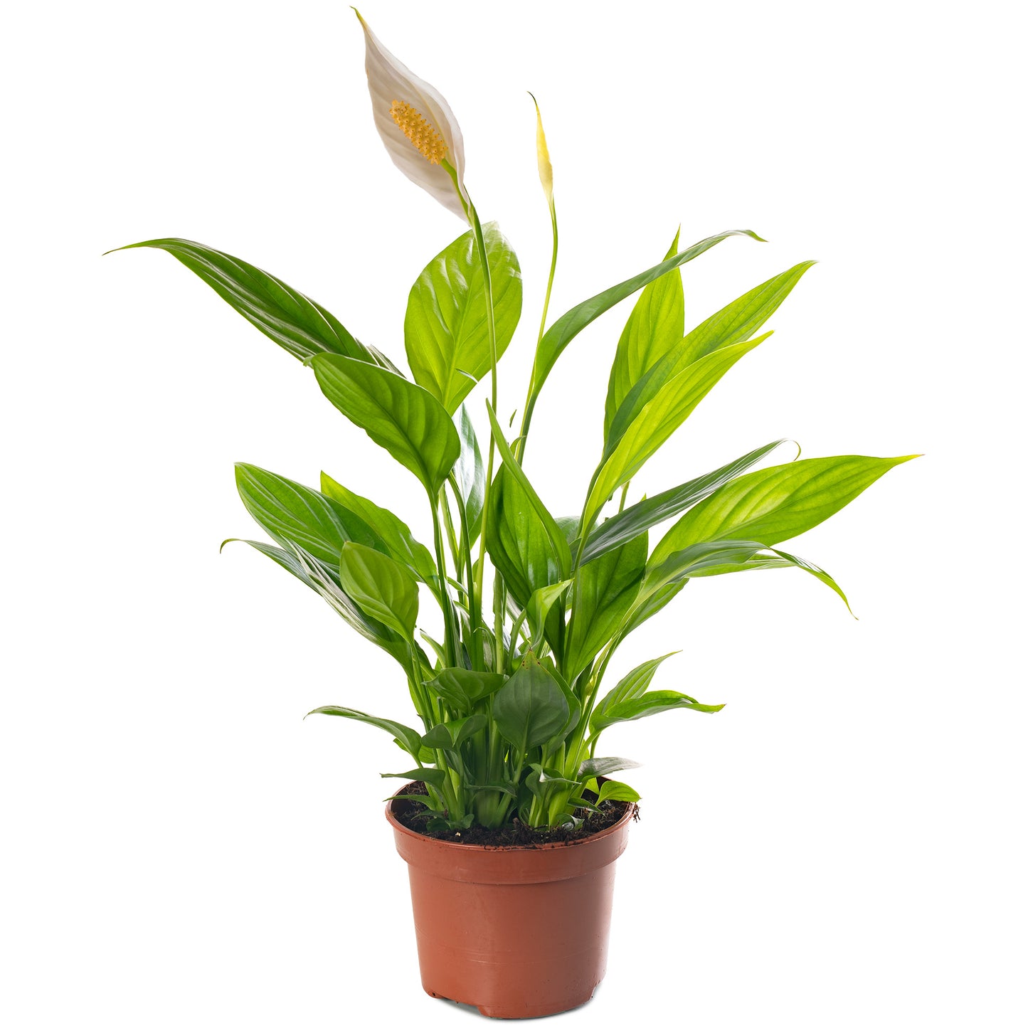 Spathiphyllum Peace Lily (Master)