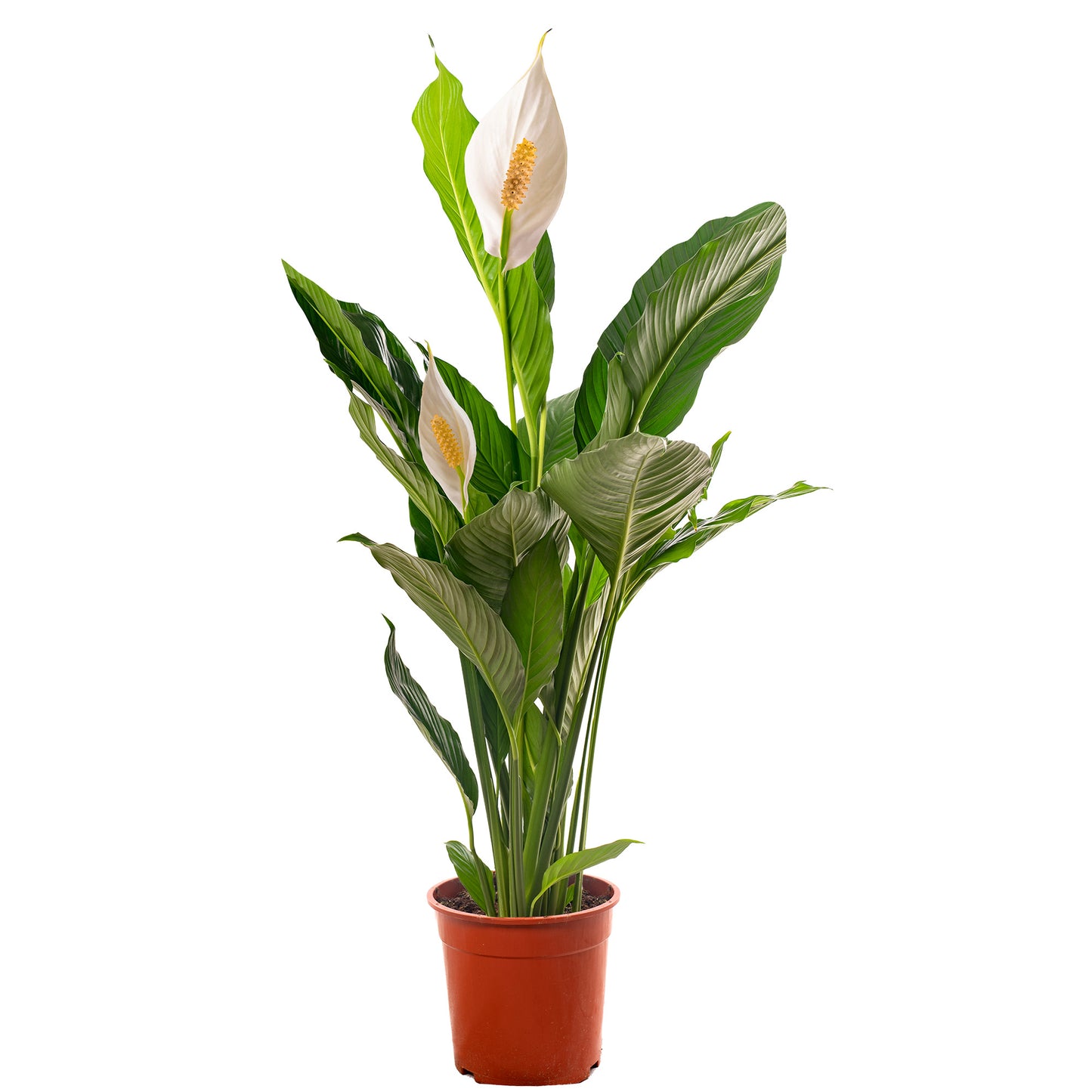 Spathiphyllum Peace Lily (Master)