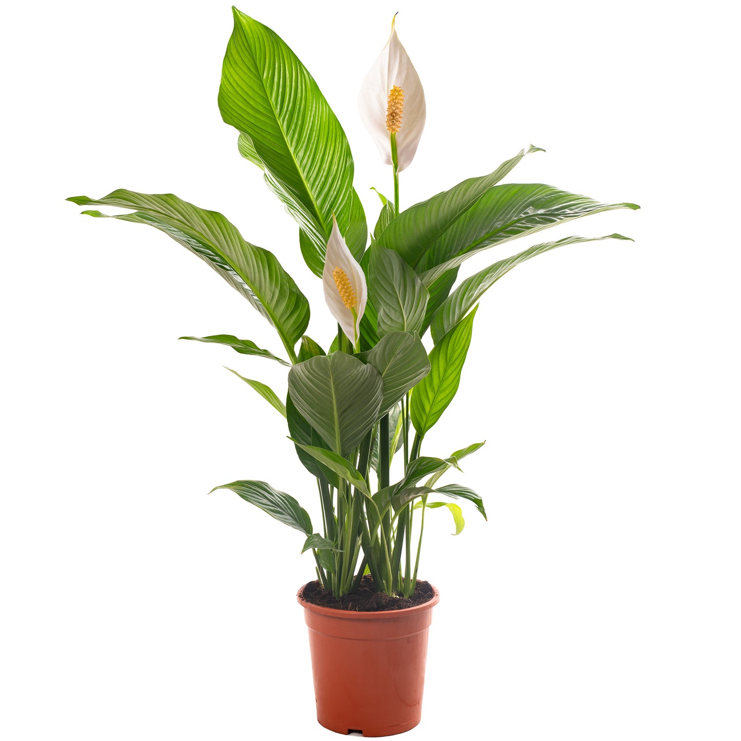 Spathiphyllum Peace Lily (Master)