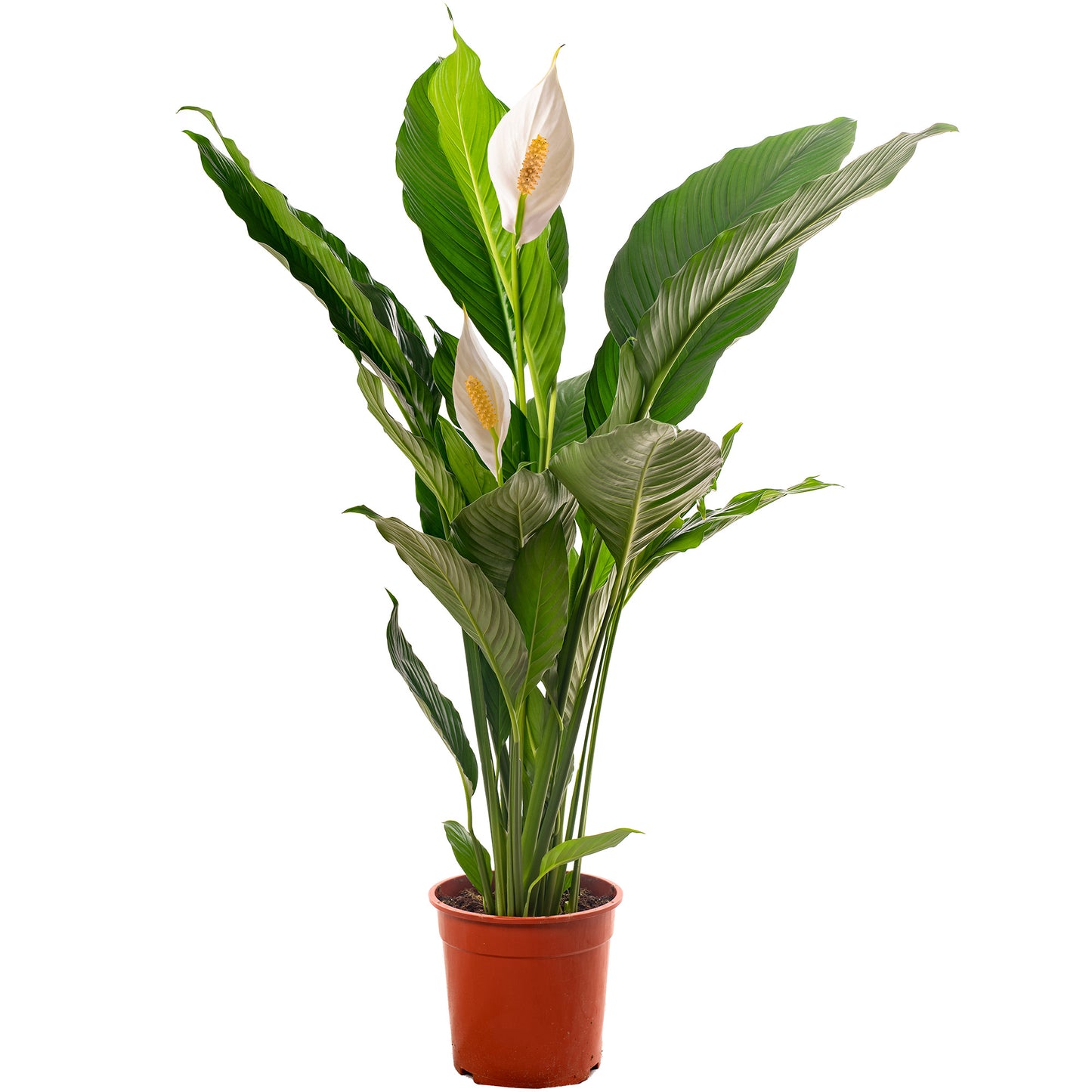 Spathiphyllum Peace Lily (Master)