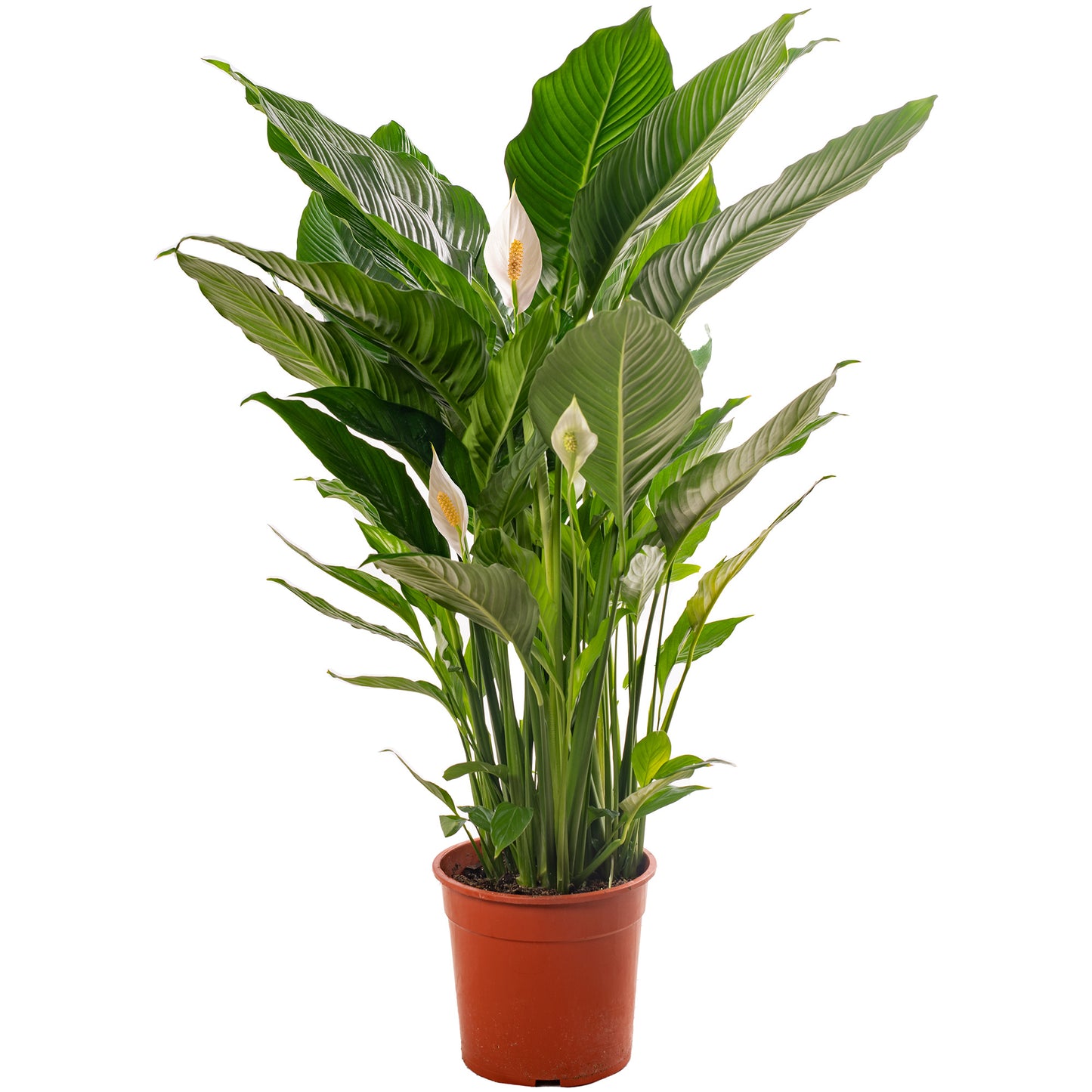 Spathiphyllum Peace Lily (Master)