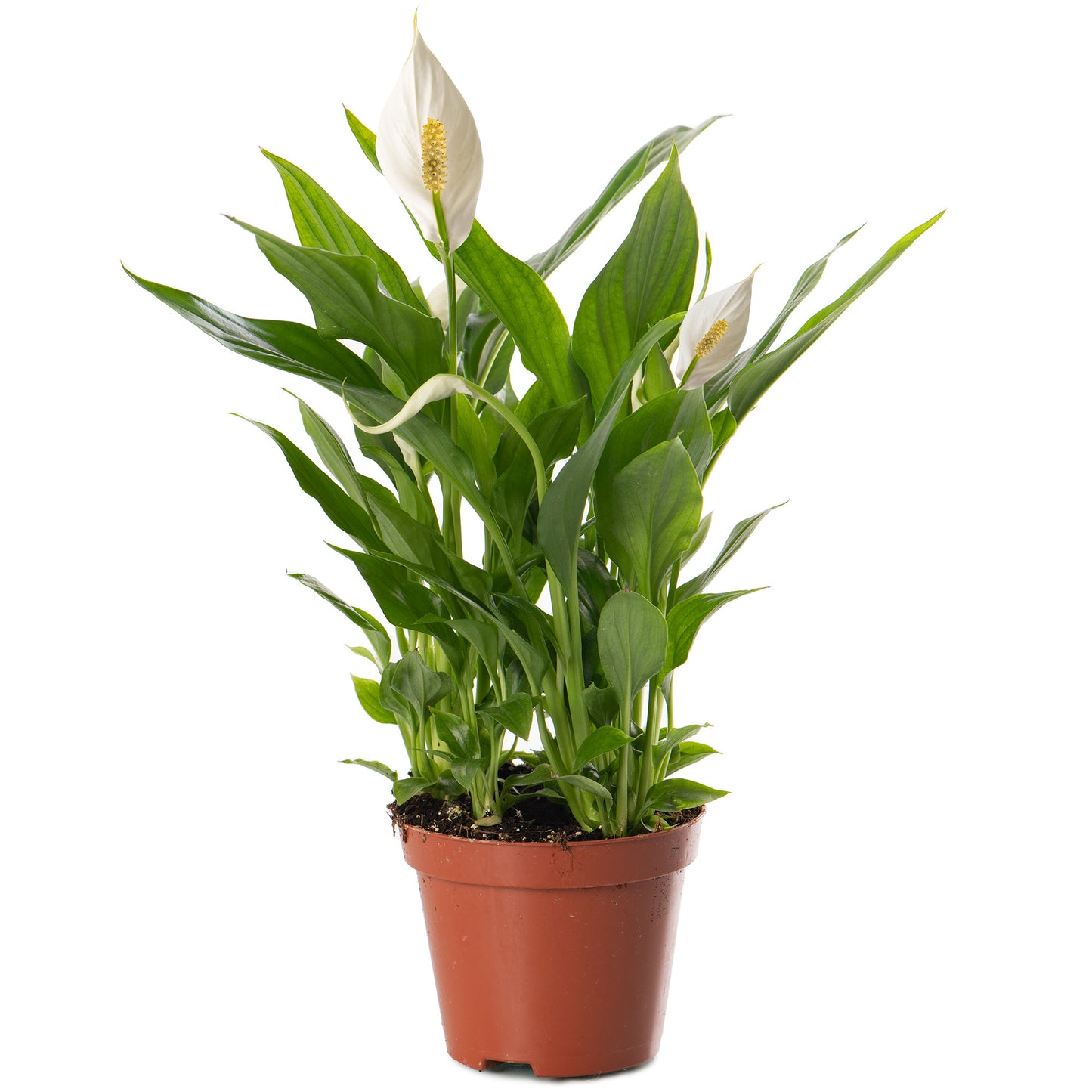 Spathiphyllum Peace Lily (Master)