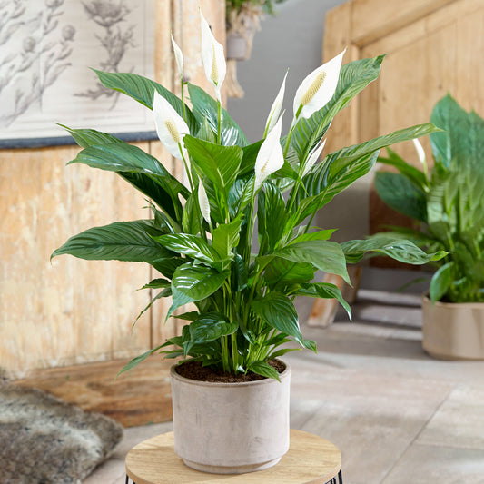 Spathiphyllum Peace Lily (Master)