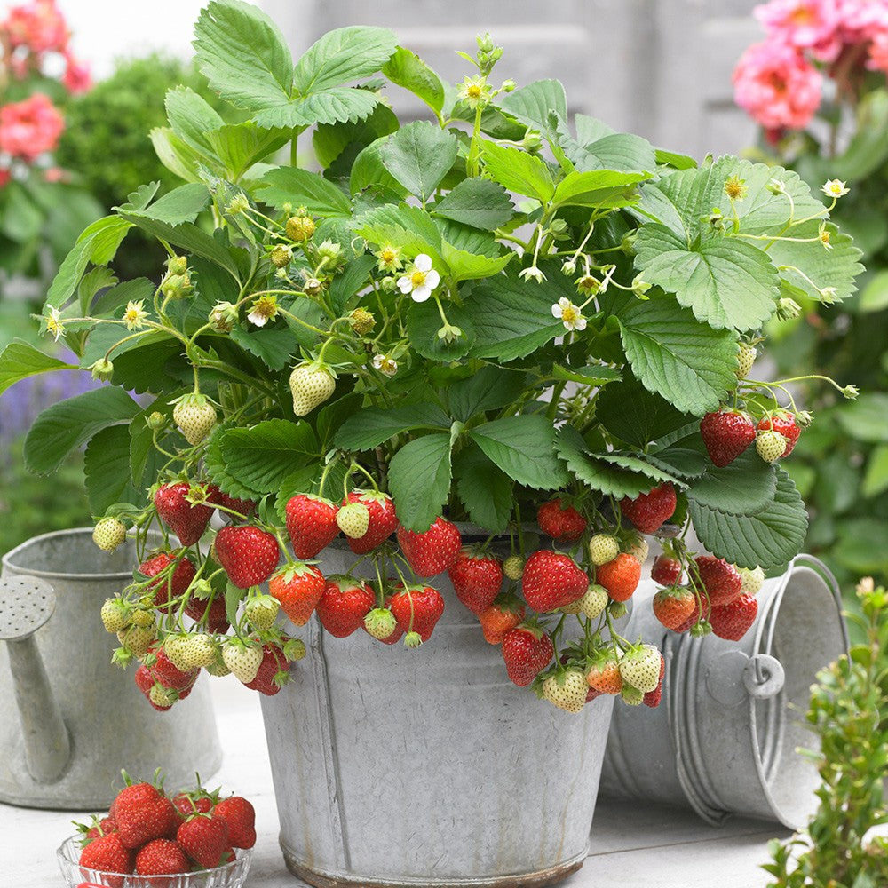 Strawberry Sweetheart Bare Root (5 Plants)