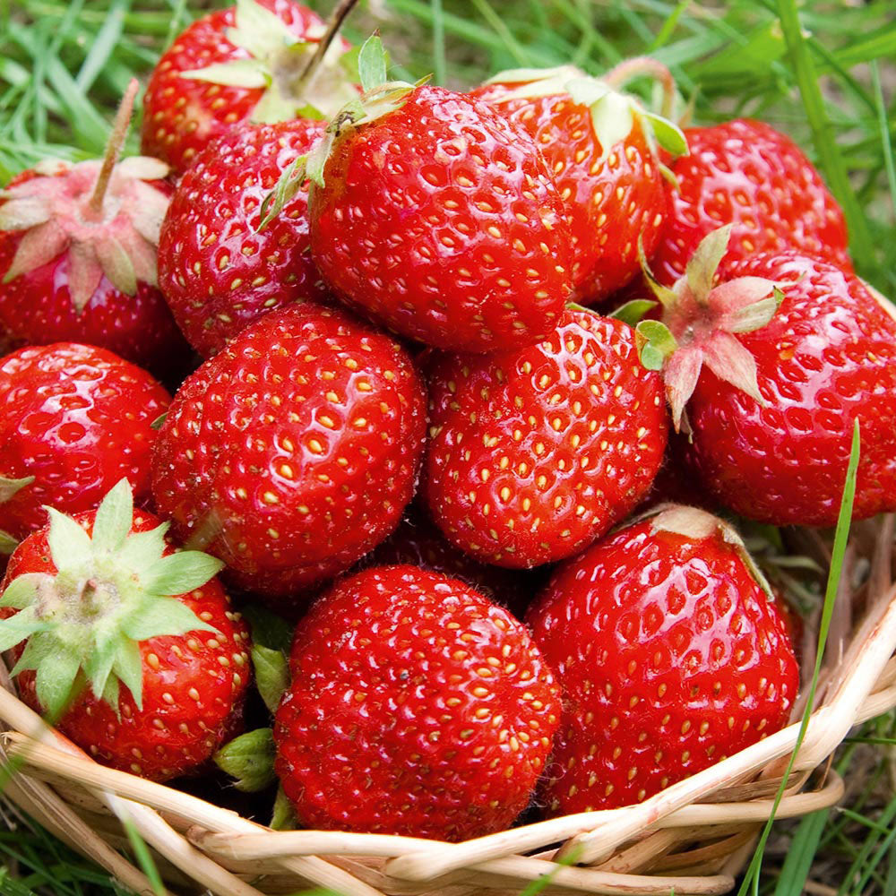 Strawberry Sweetheart Bare Root (5 Plants)