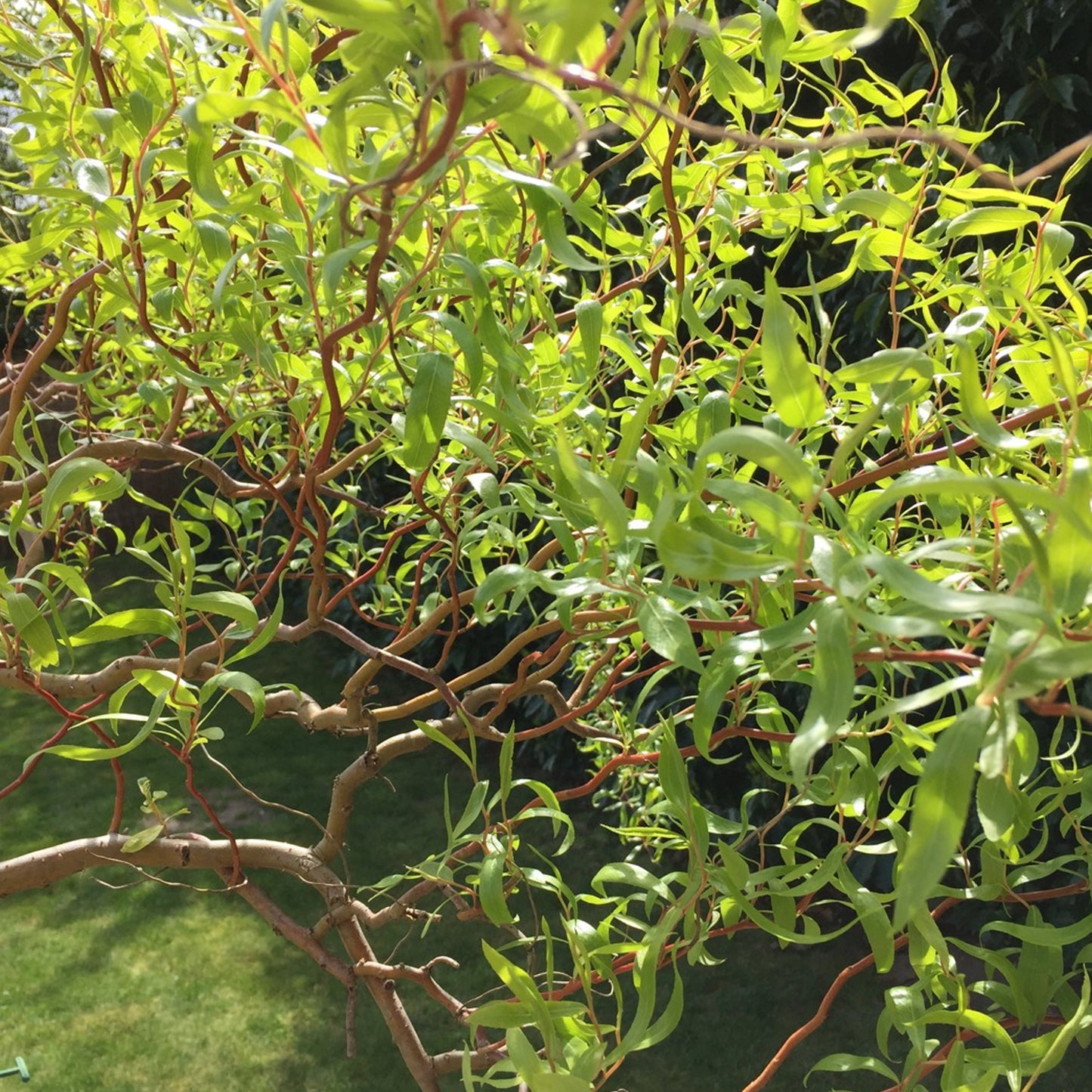 Salix Erythroflexuosa (12L, 4-5ft)