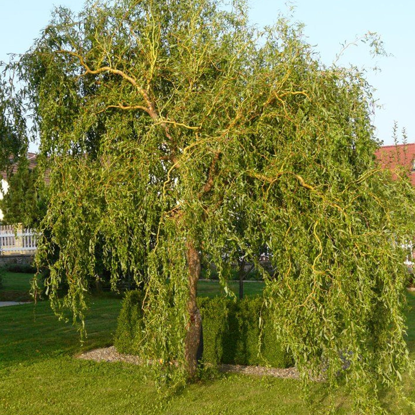 Salix Erythroflexuosa (12L, 4-5ft)