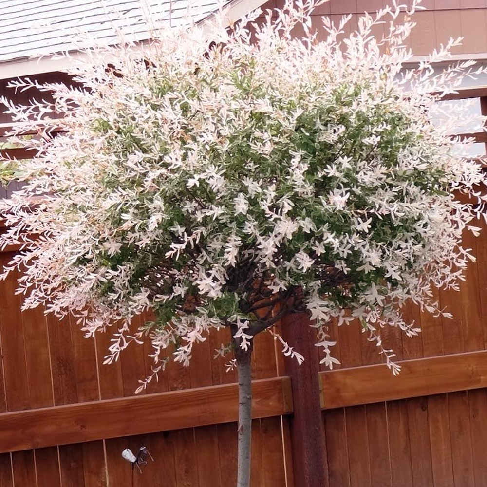 Salix Hakuro Nishiki Tree (12L, 5ft Stem)