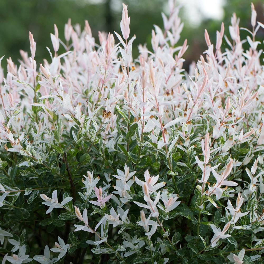 Salix Hakuro Nishiki Tree (12L, 4ft Stem)