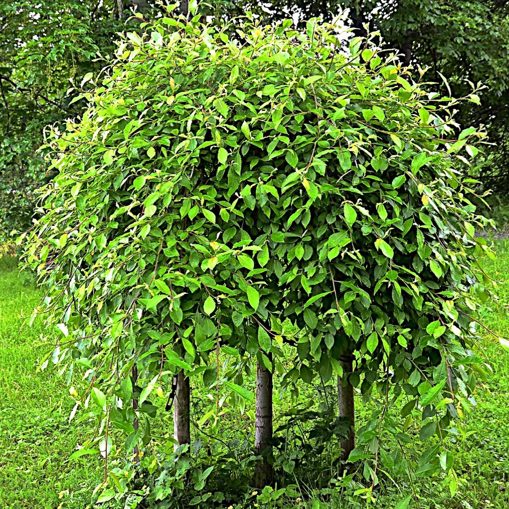 Salix caprea Pendula Tree (12L, 5ft Stem)