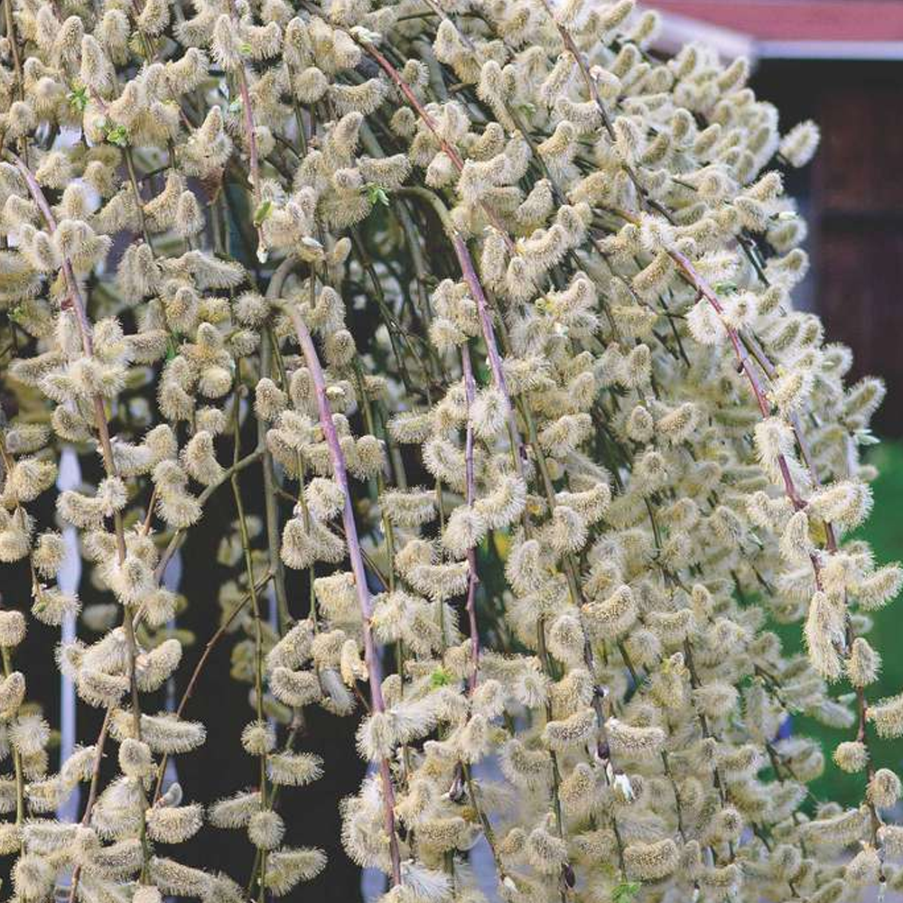 Salix caprea Pendula Tree (12L, 5ft Stem)
