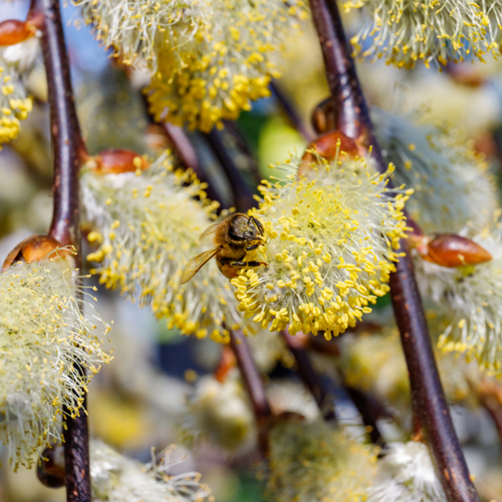 Salix caprea Pendula Tree (12L, 5ft Stem)