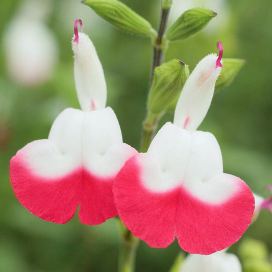 Salvia Cherry Lips (9cm)