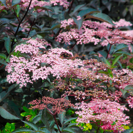 Sambucus Blue Sheen (9cm)