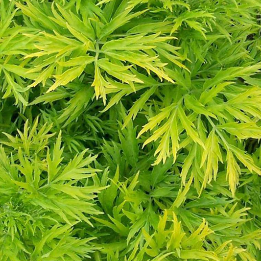 Sambucus Golden Tower (9cm)