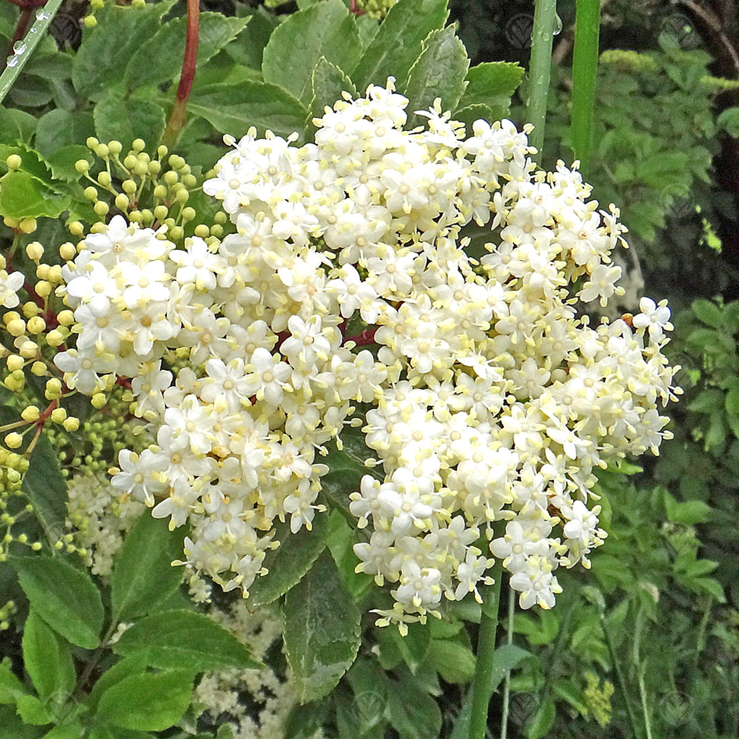 Sambucus Golden Tower Tree (12L, 4-5ft)