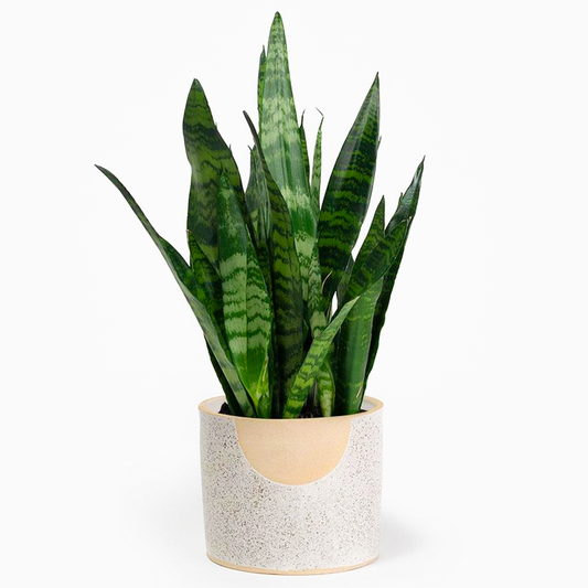 Sansevieria Black Coral (12cm) V6