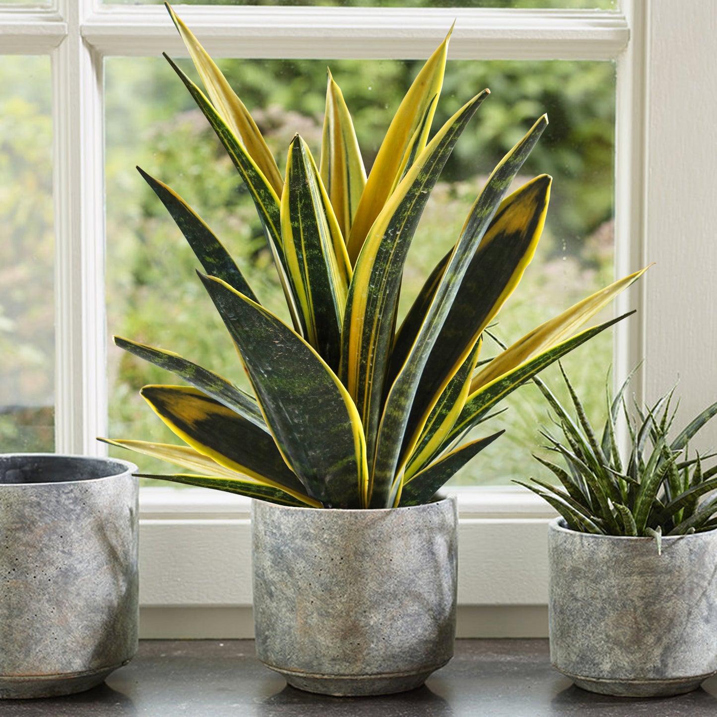 Sansevieria Golden Flame (12cm) V2