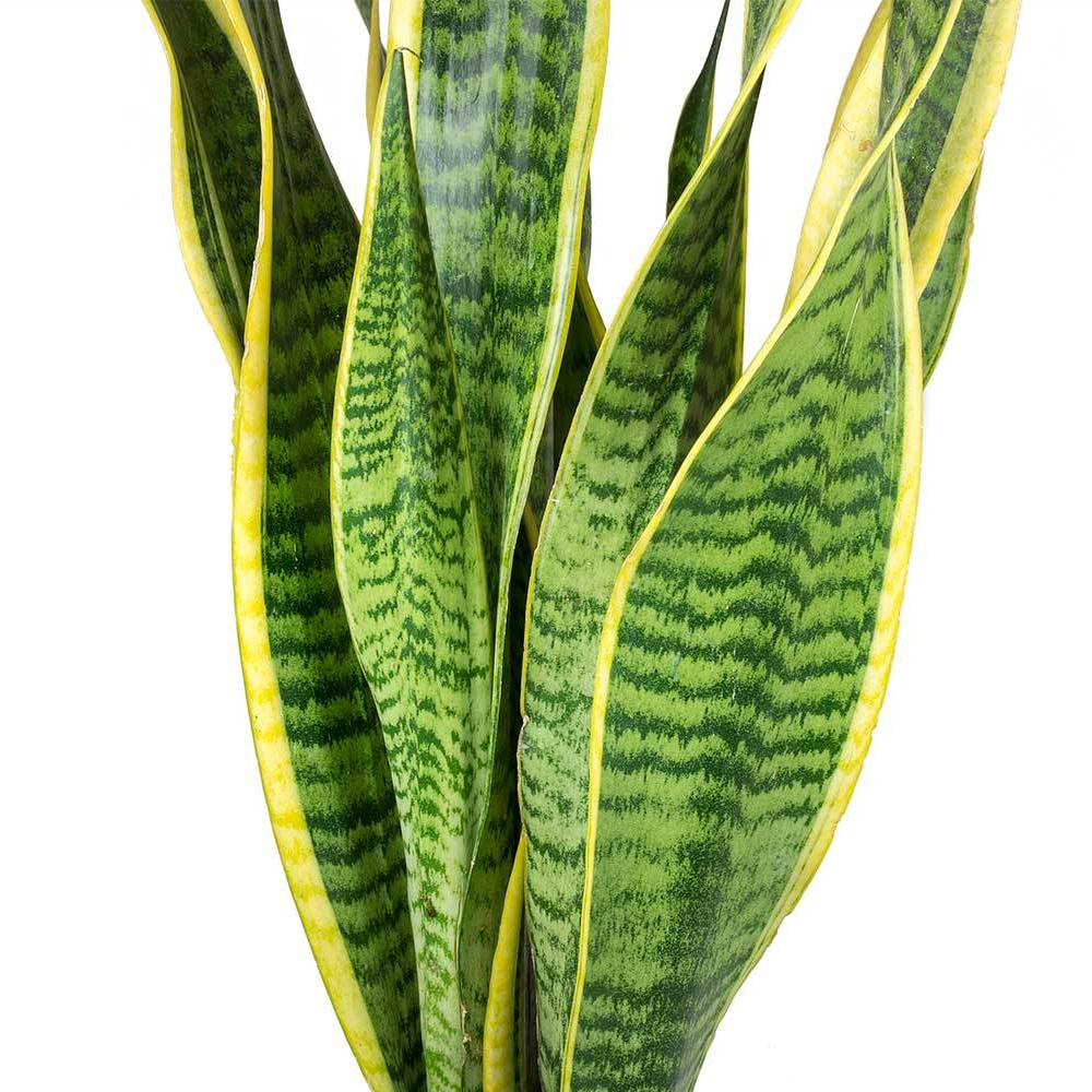 Sanseveria Laurentii (9cm)