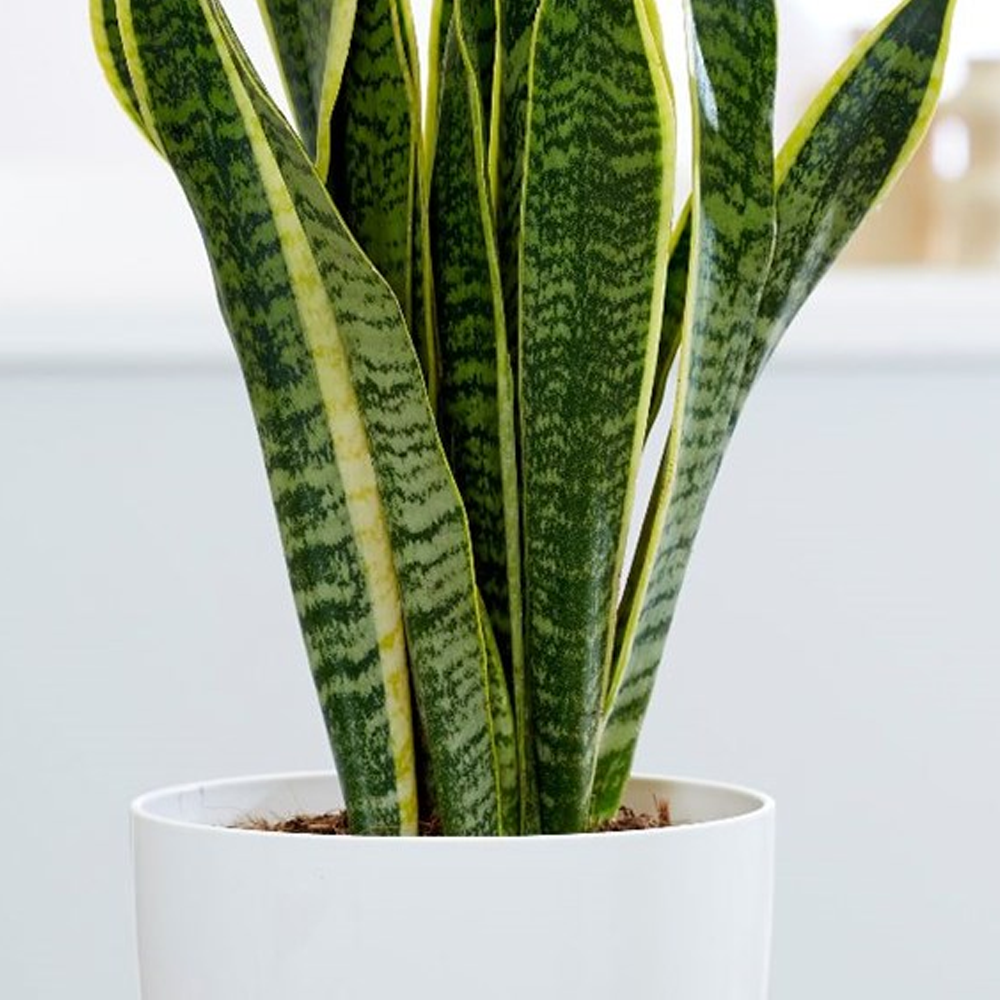 Sanseveria Laurentii (9cm)