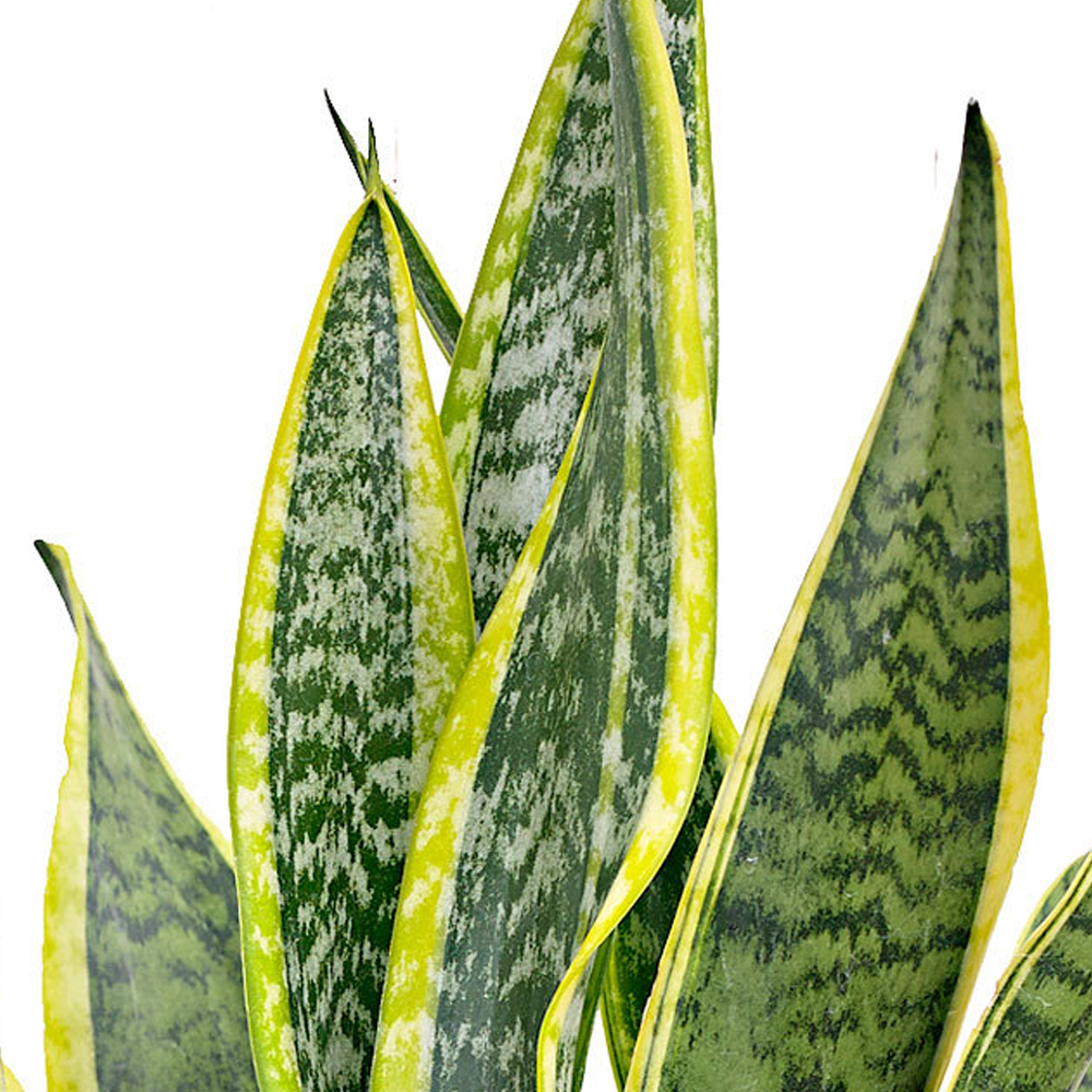 Sanseveria Laurentii (9cm)