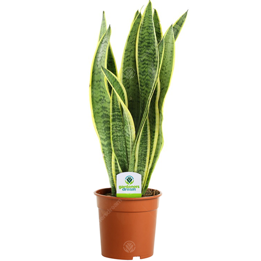 Sanseveria trifasciata Laurentii (13cm)