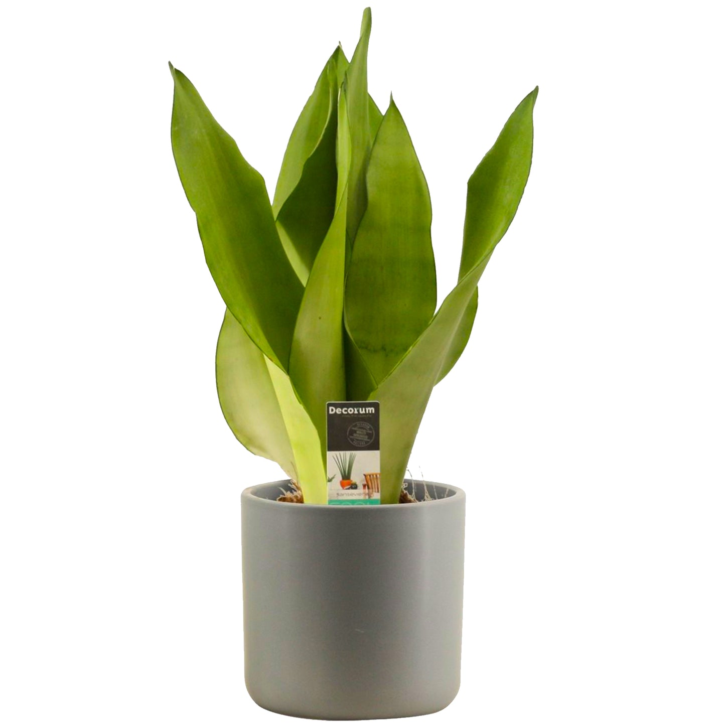 Sansevieria Moonshine (12cm) V1