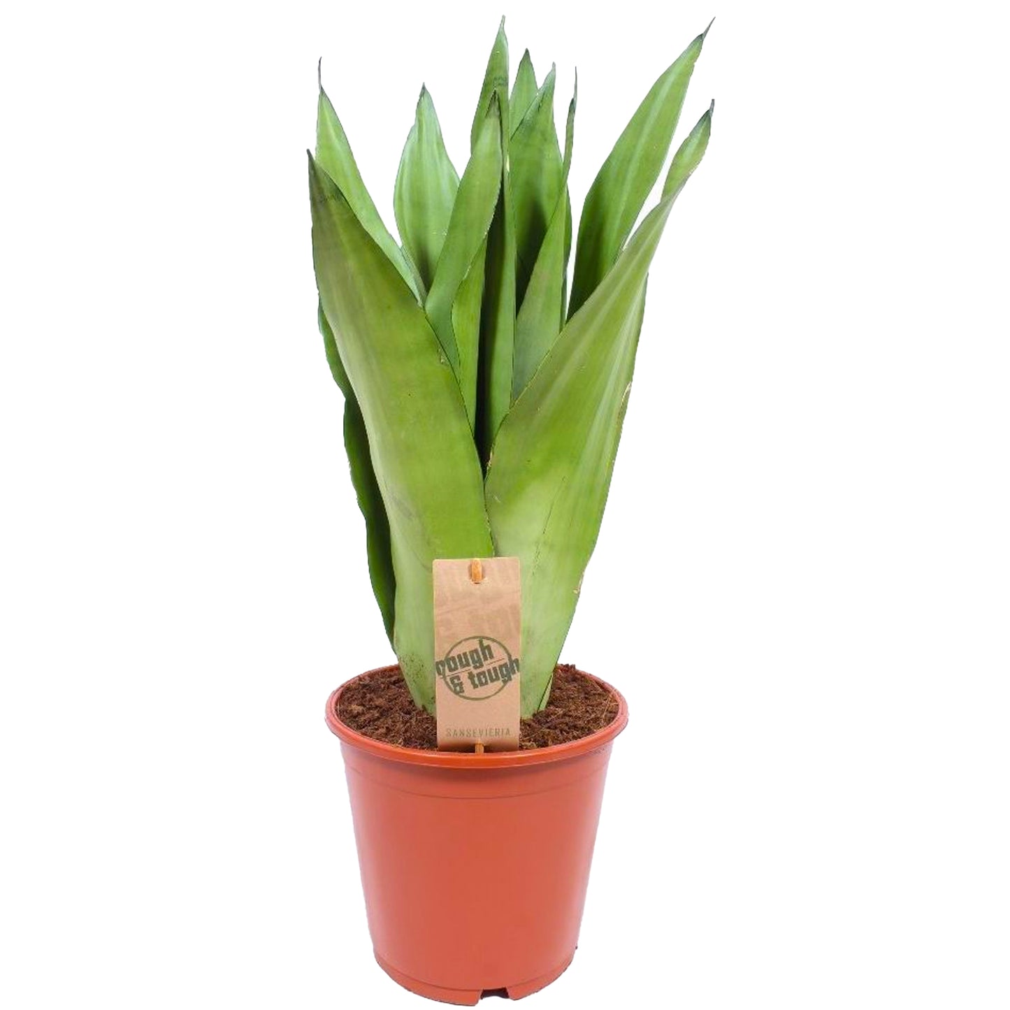 Sansevieria Moonshine (12cm) V3