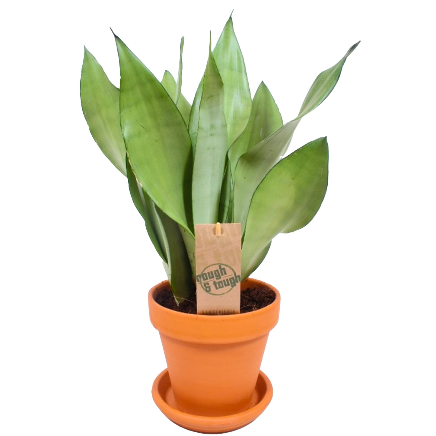 Sansevieria Moonshine (12cm) V2