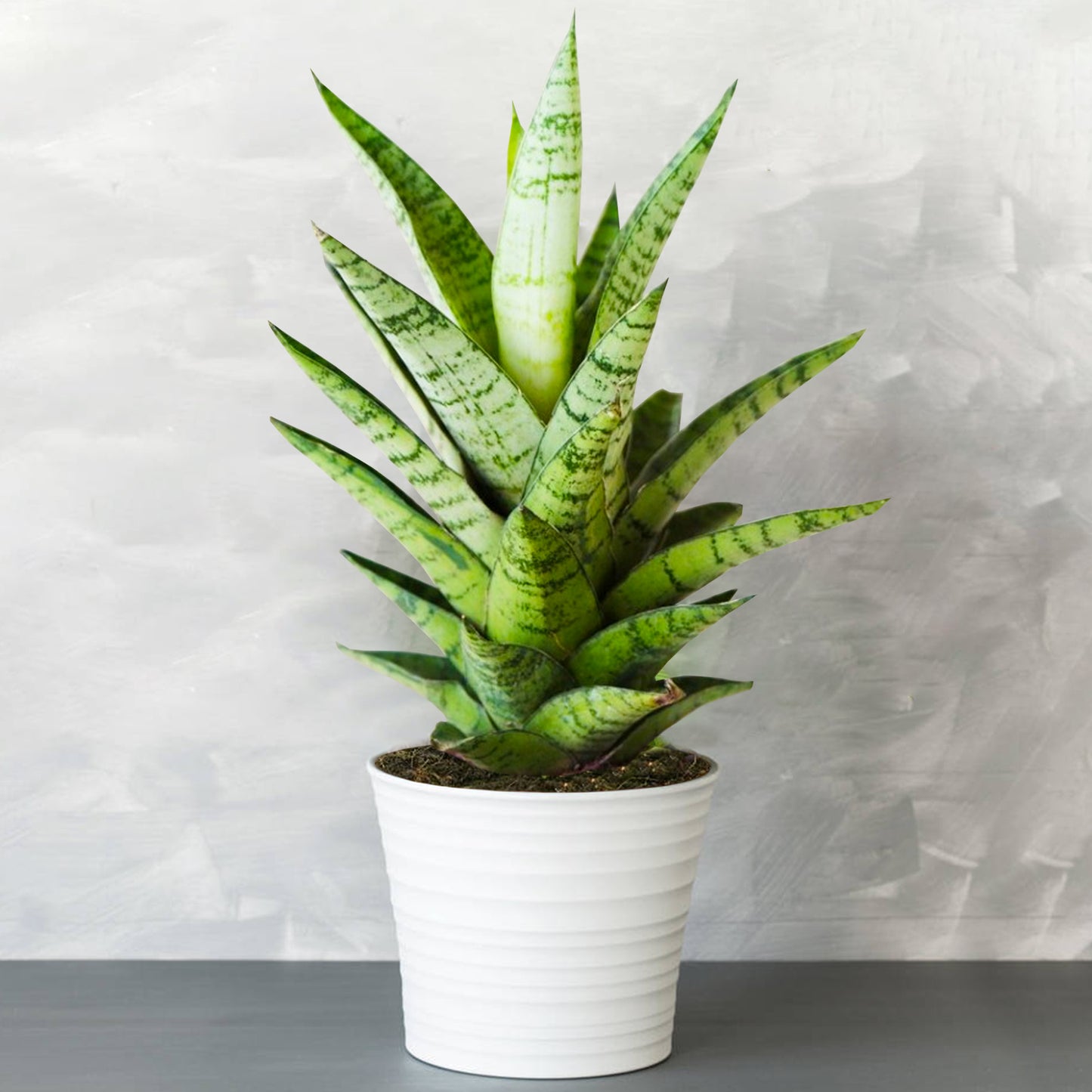 Sansevieria Tough Lady (12cm) V1