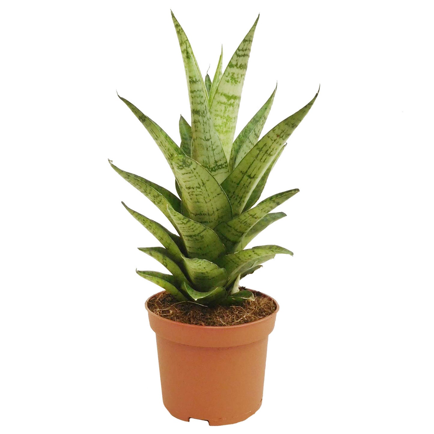 Sansevieria Tough Lady (12cm) V1