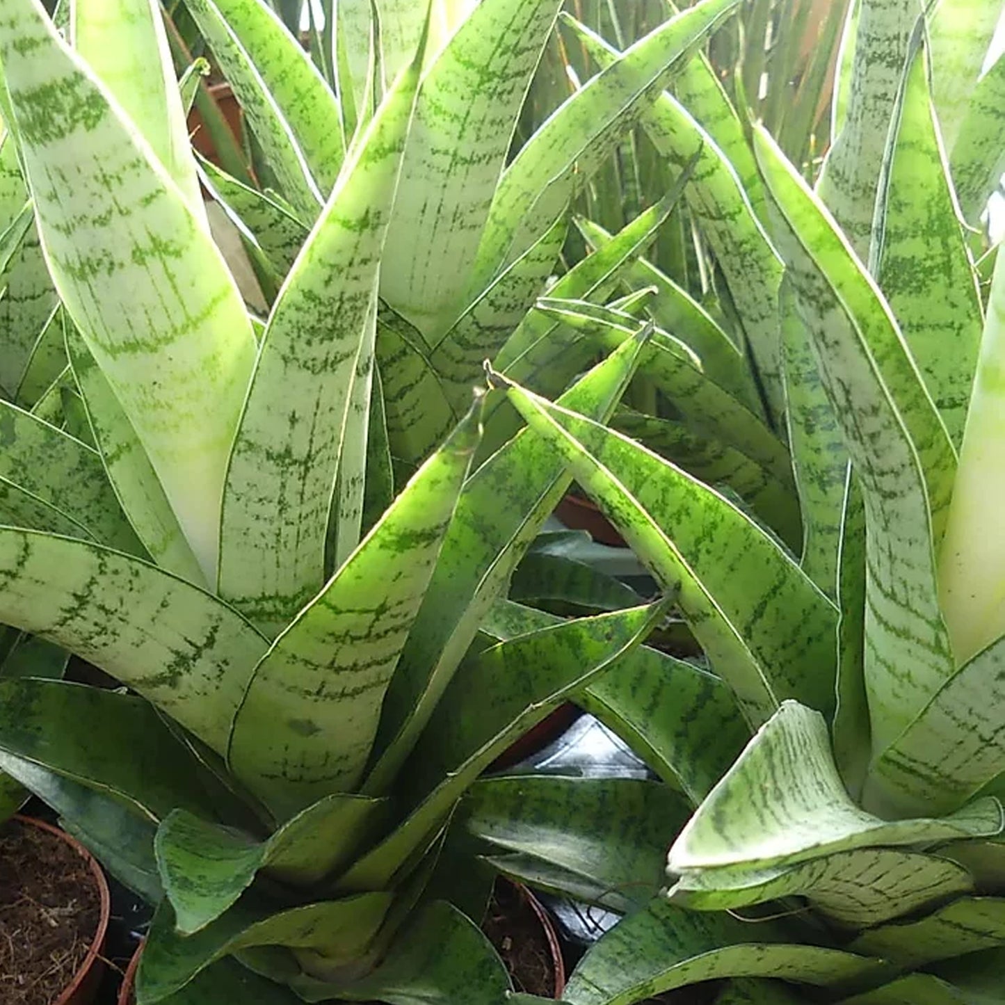 Sansevieria Tough Lady