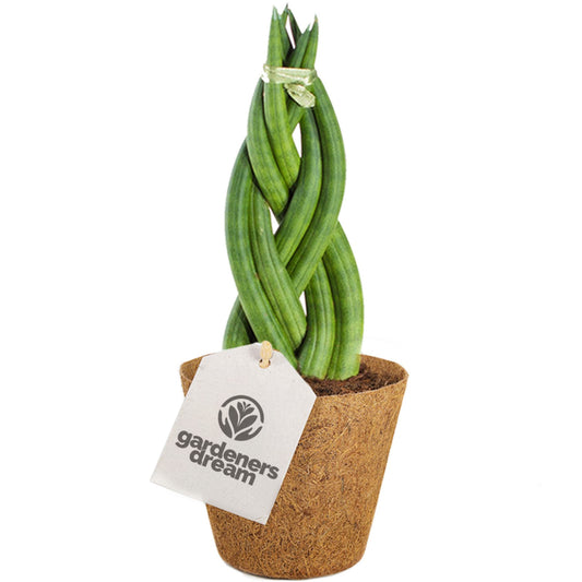 Sansevieria Twister (12cm) V1