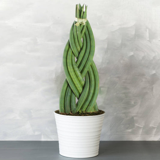 Sansevieria Twister (12cm) V2