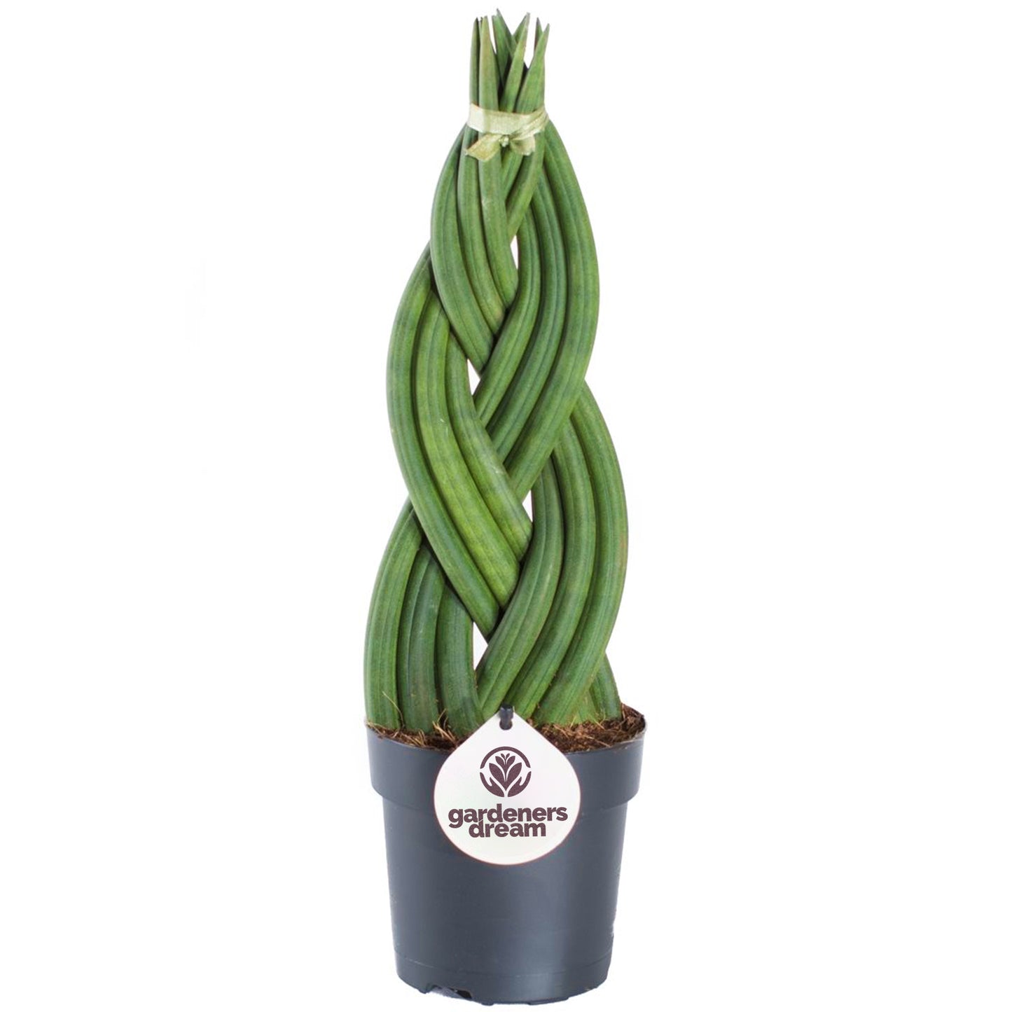 Sansevieria Twister (12cm) V1