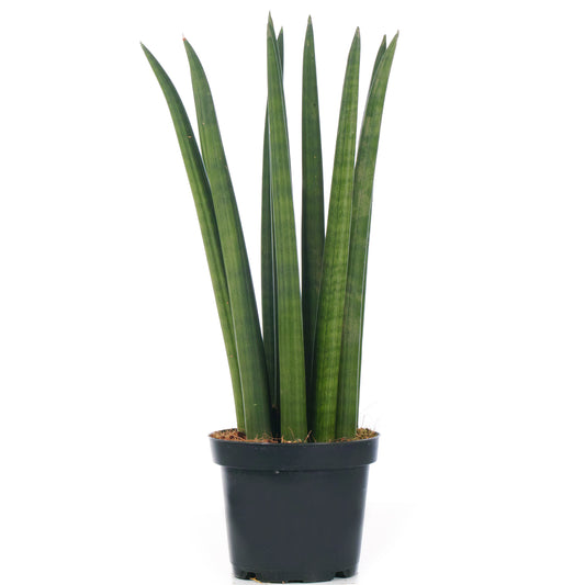 Sansevieria Cylindrica