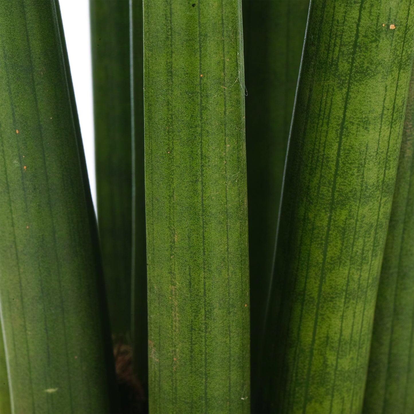 Sansevieria Cylindrica (12cm) V2