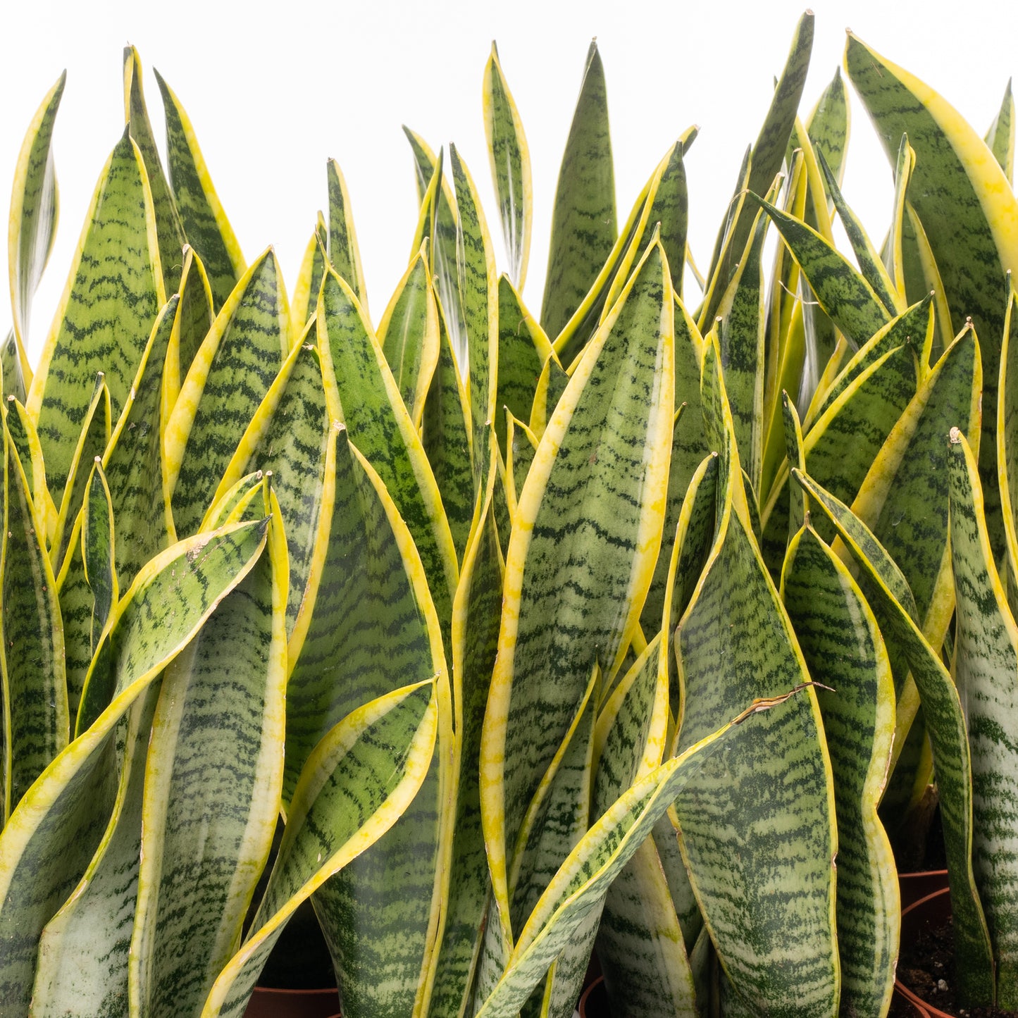 Sanseveria Laurentii (13cm)