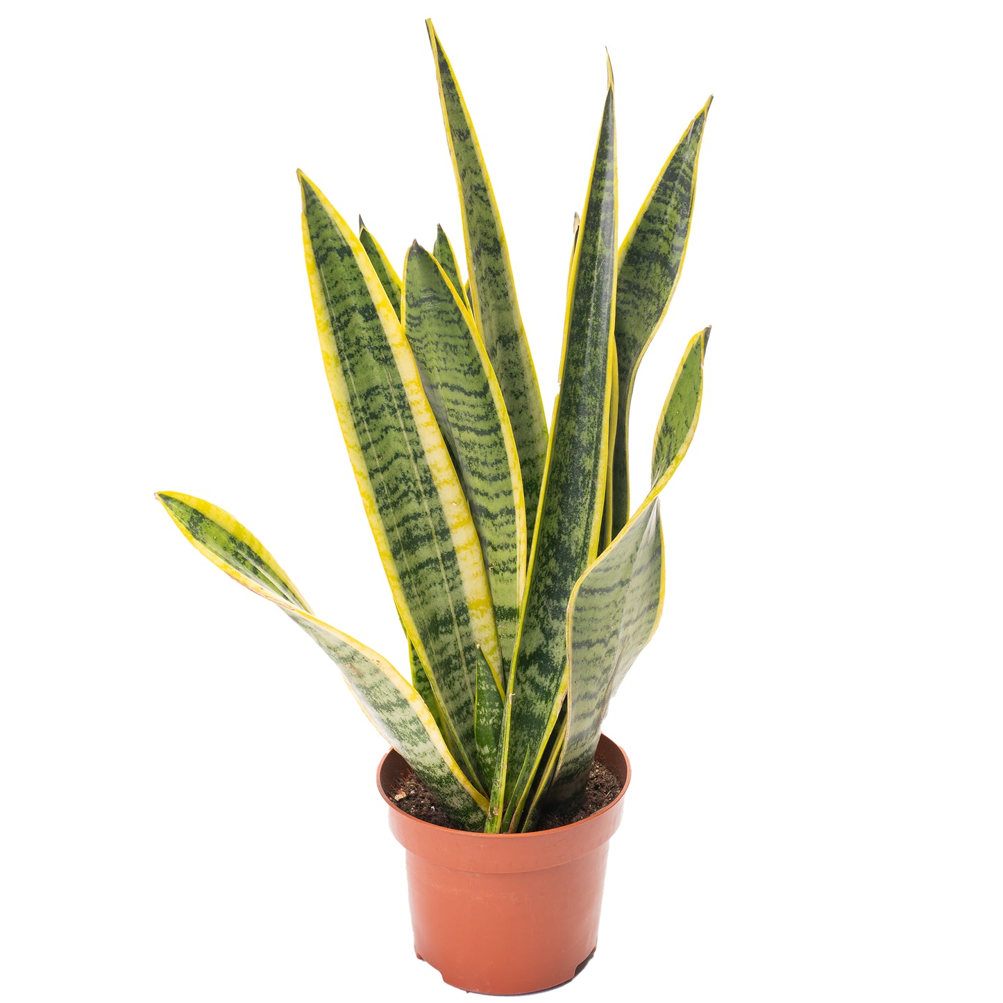 Sanseveria Laurentii (13cm)