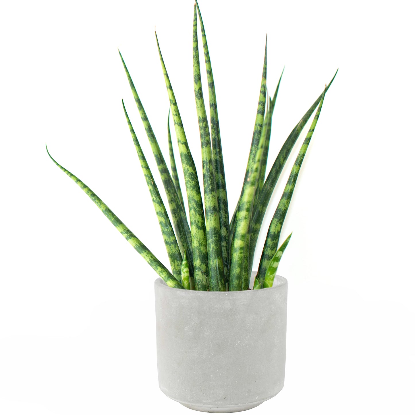 Sansevieria Cylindrica (12cm) V1