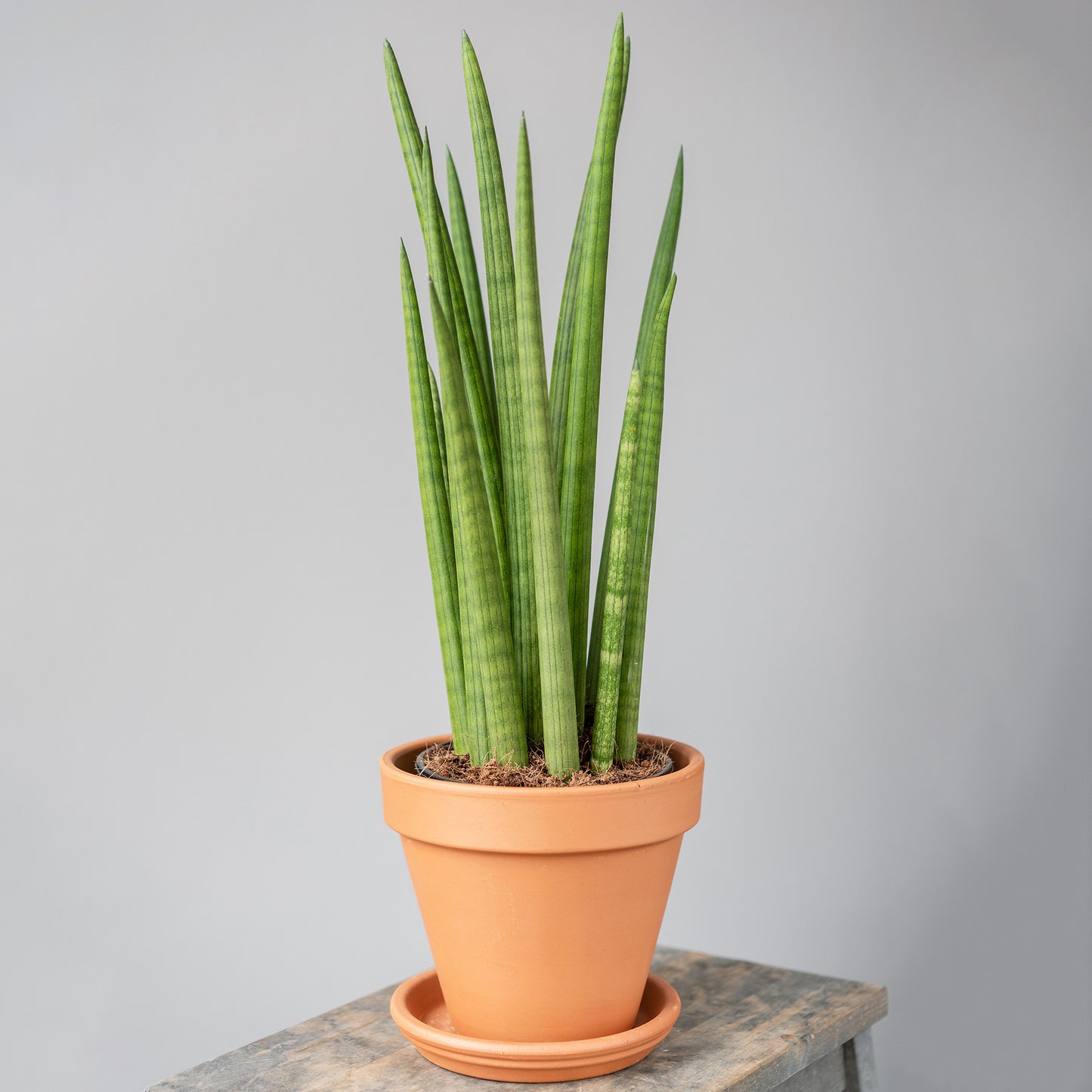 Sansevieria Cylindrica (12cm) V2