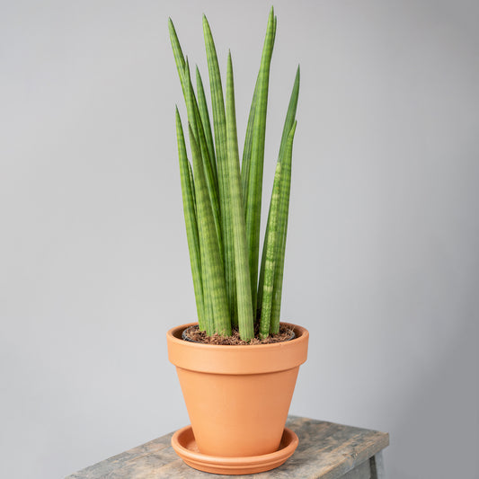 Sansevieria Cylindrica (12cm) V2