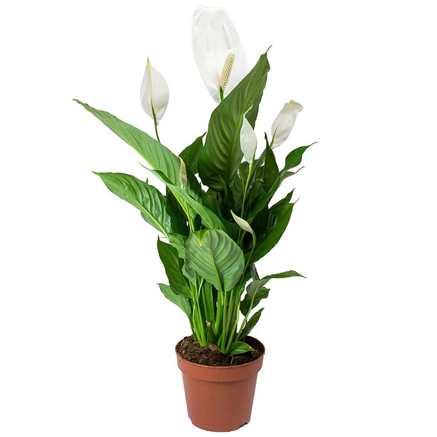 Spathiphyllum Chopin Peace Lily (9cm)