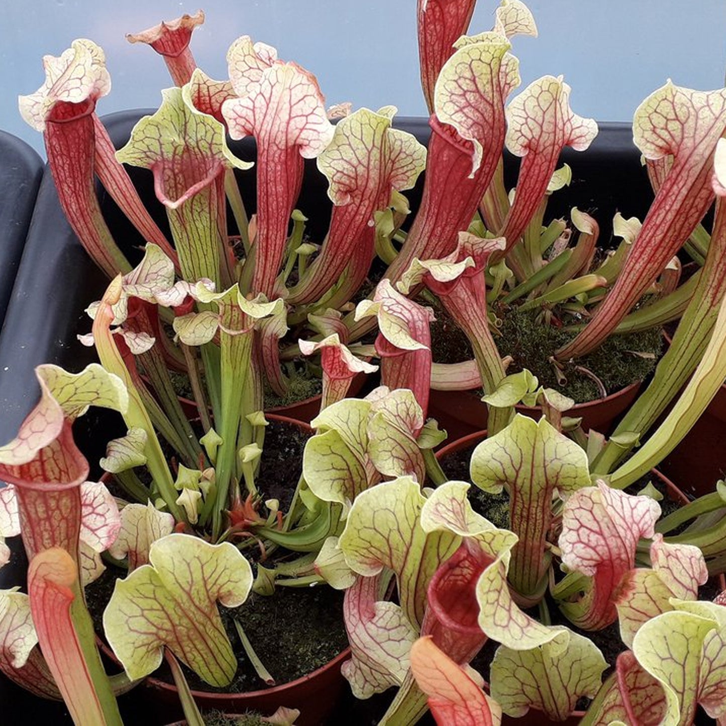 Sarracenia Smoorii (12cm) V2