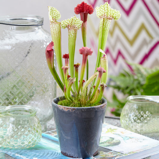 Sarracenia Smoorii (12cm) V1