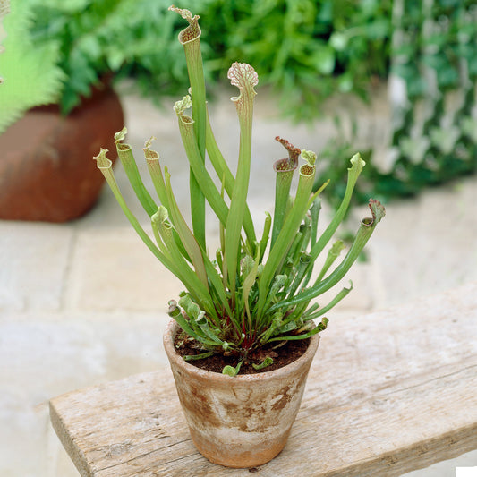 Sarracenia Smoorii (12cm) V2