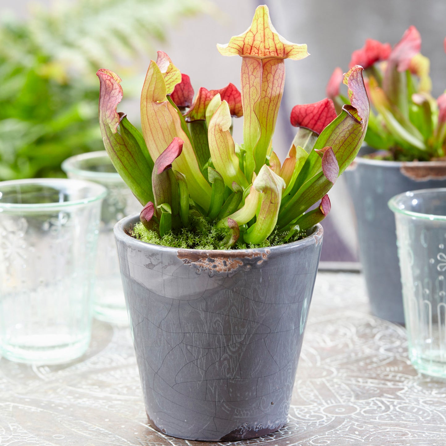 Sarracenia Smoorii (12cm) V4