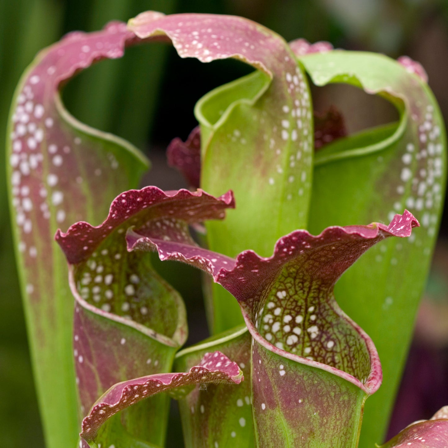 Sarracenia Smoorii (12cm) V6